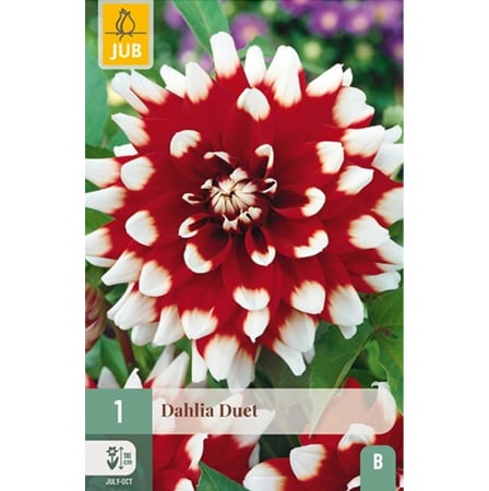 Bulbi de Dalia - Bulbi Dalia Duet Rizom Calitate I Jub Holland Pepiniera Sibiu