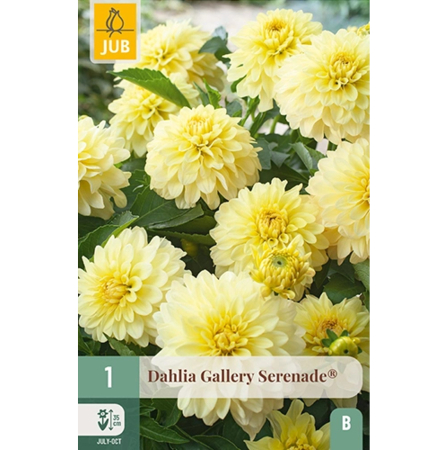Bulbi de Dalia - Bulbi Dalia Gallery Serenade Galbena Pitica Jub Holland Pepiniera Sibiu