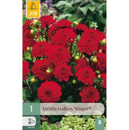 Bulbi de Dalia - Pachet Bulbi Dalia Gallery Singer Rizom Calitate I Jub Holland Pepiniera Sibiu