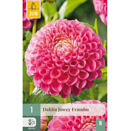 Bulbi de Dalia - Bulbi Dalia Jowey Frambo Rizom Calitate I Jub Holland Pepiniera Sibiu