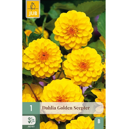 Bulbi de Dalia - Bulbi Dalia Golden Scepter Rizom Calitate I Jub Holland Pepiniera Sibiu