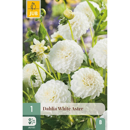 Bulbi de Dalia - Bulbi Dalia White Aster Rizom Calitate I Jub Holland Pepiniera Sibiu