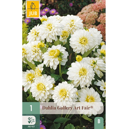Bulbi de Dalia - Pachet Bulbi Dalia Gallery Art Fair Rizom Jub Holland Pepiniera Sibiu