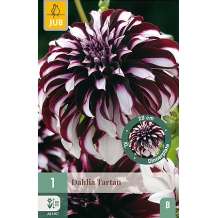 Bulbi de Dalia - Bulbi Dalia Tartan Rizom Calitate I Jub Holland Pepiniera Sibiu