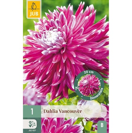 Bulbi de Dalia - Bulbi Dalia Vancouver Rizom Calitate I Jub Holland Pepiniera Sibiu