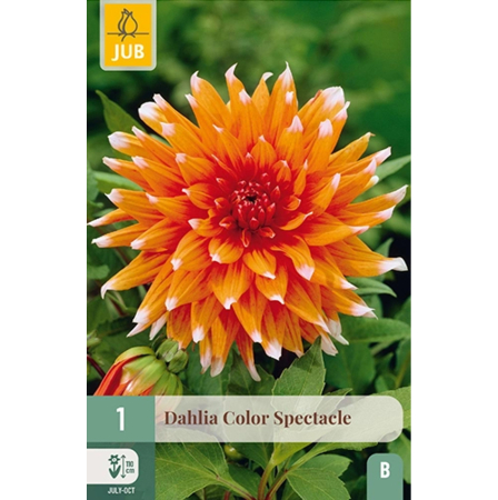 Bulbi de Dalia - Bulbi Dalia Color Spectacle Rizom Calitate I Jub Holland Pepiniera Sibiu