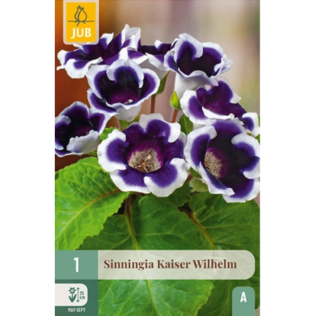 Bulbi de (Gloxinia ) Sinningia - Bulb Sinningia Kaiser Wilhelm Gloxinia Violet Alb Jub Holland Pepiniera Sibiu