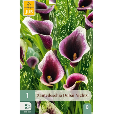 Bulbi de Zantedeschia - Bulb Zantedeschia Dubai Nights Cala Neagra Jub Holland Pepiniera Sibiu