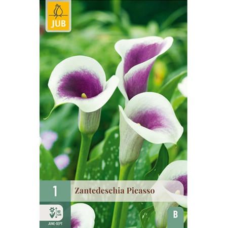 Bulbi de Zantedeschia - Bulb Zantedeschia Picasso Cala Bicolora Jub Holland Pepiniera Sibiu