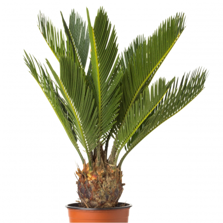 Palmier - Cycas Revoluta - 60cm [2]