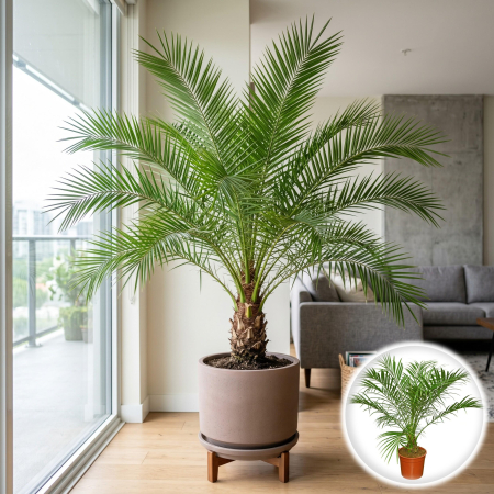 Palmier - palmier-curmal-phoenix-canariensis-planta-exotica-pepiniera-sibiu