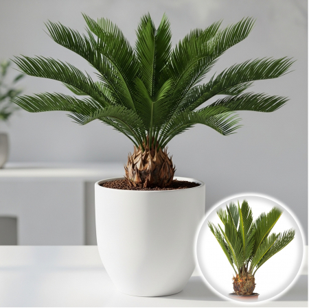 Palmier - Palmier - Cycas Revoluta - 60cm