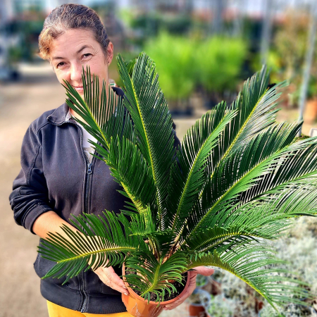 Palmier - Cycas Revoluta - 60cm [1]