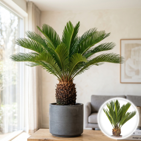 Palmier - Palmier - Cycas Revoluta - 60cm