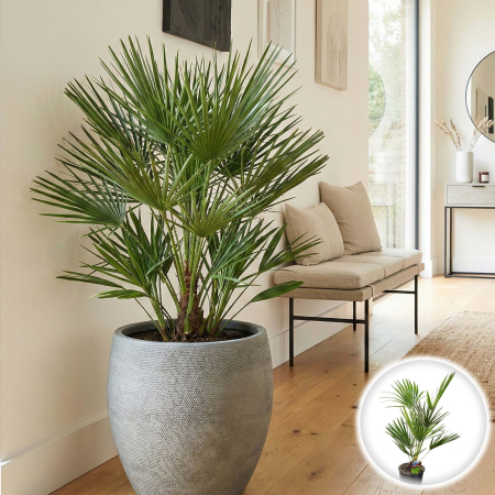 Palmier - palmier-evantai-chamaerops-humilis-xxl-80cm-pepiniera-sibiu