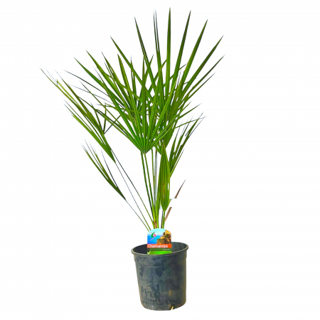 palmier-evantai-chamaerops-humilis-xxl-80cm-pepiniera-sibiu [2]