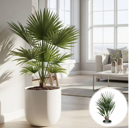 Plante Interior - Palmier Evantai - 70cm