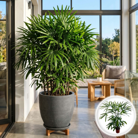 Palmier - rhapis-excelsa-palmier-evantai-japonez-pepiniera-sibiu