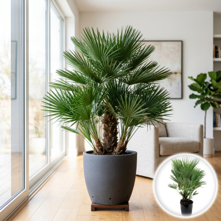 Palmier - palmier-evantai-chamaerops-humilis-xxl-80cm-pepiniera-sibiu