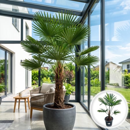 Palmier - trachycarpus-wagnerianus-palmier-rezistent-ger-pepiniera-sibiu