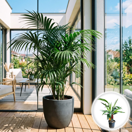 Palmier - howea-forsteriana-palmier-kentia-planta-interior-pepiniera-sibiu