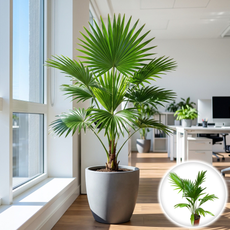 Plante Interior - livistona-rotundifolia-palmier-evantai-interior-pepiniera-sibiu