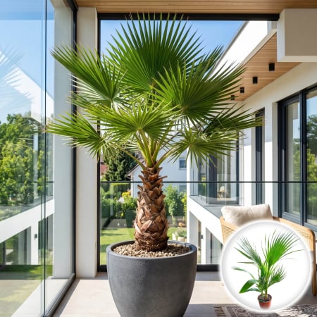 Palmier - washingtonia-robusta-palmier-mexican-ghiveci-pepiniera-sibiu