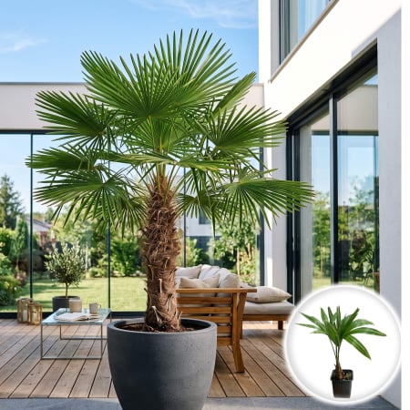 Palmier - trachycarpus-fortunei-palmier-moara-de-vant-pepiniera-sibiu