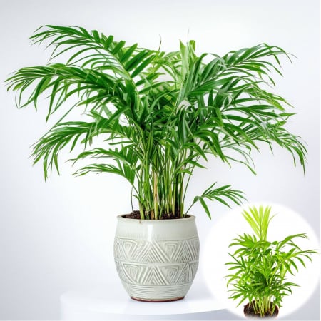 Palmier - Palmier Pitic - 20-30cm (P12)