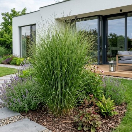 Panicum (Iarba ornamentala) - panicum-virgatum-northwind-iarba-ornamentala-verticala-pepiniera-sibiu