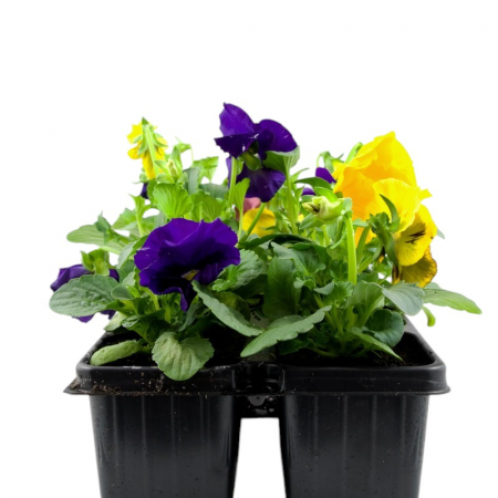 Flori Gradina si Balcon - Panselute - Diverse culori (P9)