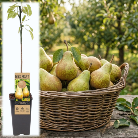 Fructifere - pyrus-communis-conference-pom-fructifer-ghiveci-pepiniera-sibiu