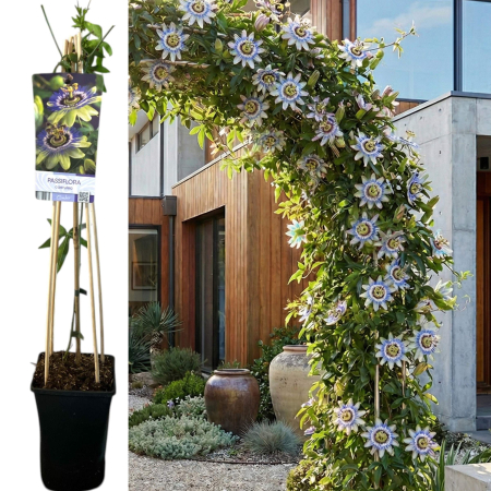 Passiflora - Passiflora Caerulea Floarea Pasiunii 75cm Ghiveci Pepiniera Sibiu.