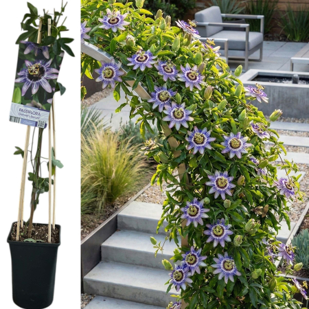 Passiflora - Passiflora Damsel's Delight Floarea Pasiunii 75cm Suport Bambus Ghiveci Pepiniera Sibiu