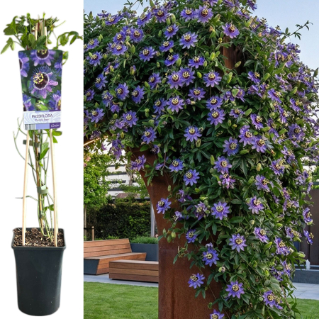Passiflora - Passiflora Purple Rain Floarea Pasiunii 75cm Suport Bambus Pepiniera Sibiu