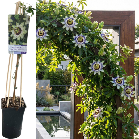 Passiflora - Passiflora Beauty of Hannover Floarea Pasiunii 75cm Ghiveci Pepiniera Sibiu