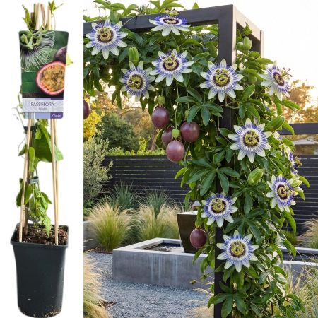 Passiflora - Passiflora Edulis Fructul Pasiunii Maracuja 75cm Suport Bambus Pepiniera Sibiu