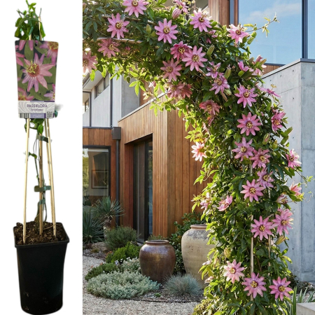 Passiflora - Passiflora Anastasia Floarea Pasiunii 75cm Suport Bambus Pepiniera Sibiu