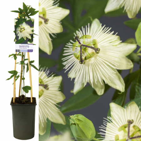 Passiflora - Passiflora Snow Queen 75cm+ (3L)