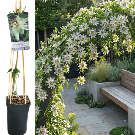 Passiflora - Passiflora Constance Elliotte Floarea Pasiunii Alba 75cm Suport Bambus Pepiniera Sibiu