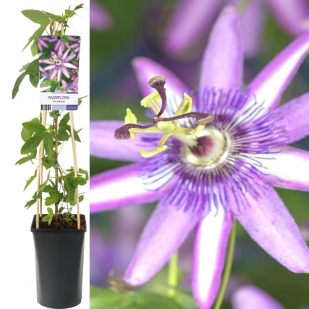 Plante Decorative - Passiflora Victoria 80cm+ (3L)