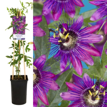 Plante Decorative - Passiflora Beervelde 75cm+ (3L)