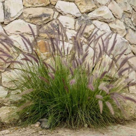 Plante Decorative - Pennisectum Black Beauty - 2L