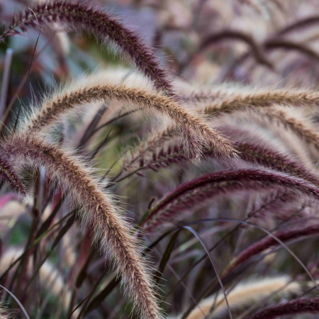 Plante Decorative - Pennisetum Summer Salsa - 5L
