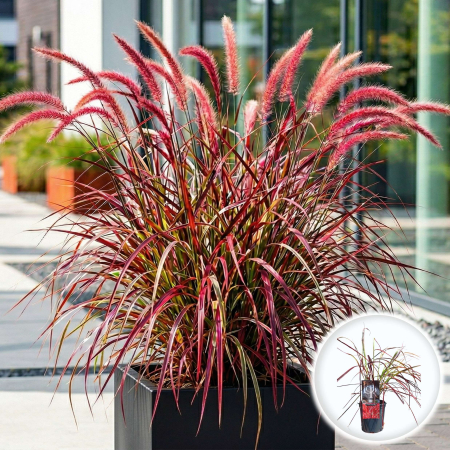 Iarba Decorativa - pennisetum-advena-fireworks-pen-fire-17-pepiniera-sibiu