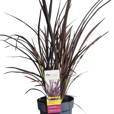 Iarba Decorativa - Phormium T. Ruba Nana -5L