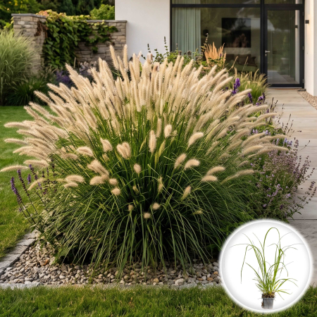 Iarba Decorativa - Pennisetum alopecuroides Hameln iarba decorativa spice pufoase ghiveci Pepiniera Sibiu