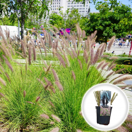 Plante Decorative - Pennisetum Karley Rose - 5L