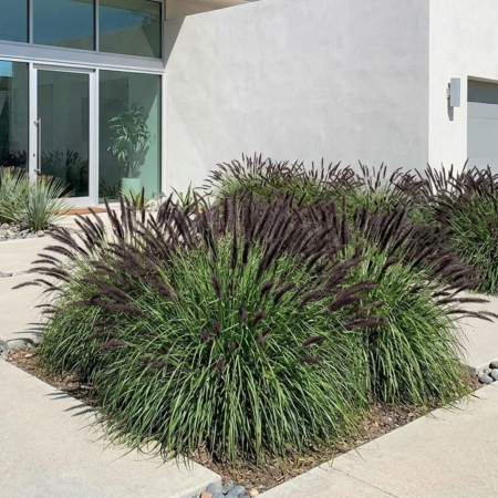 Iarba Decorativa - pennisetum-alopecuroides-moudry-iarba-ornamentala-pepiniera-sibiu
