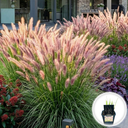 Iarba Decorativa - pennisetum-alopecuroides-red-head-iarba-ornamentala-pepiniera-sibiu